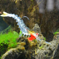 6pcs 12g 18g fishing shrimp prawn lure baits, river prawn fishing craws saltwater bream lures with luminous eyes