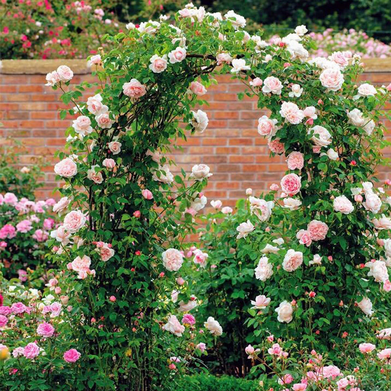 arches arbor Garden Arch Arbors  Plants Stand for Outdoor Garden Wedding Ceremony Party Decoration pergola