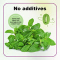 Organic Catnip Safe Premium Blend Perfect for Cats, Instilled with Maximized Potency your Kitty is Guaranteed to Go Crazy 100ML