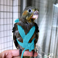 Adjustable Parrot Bird Harness Leash Set Anti-bite Training Parrots Outdoor Flying Rope Cockatiel Small Birds Supplies