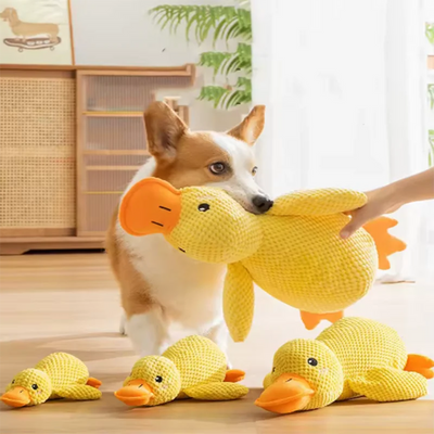 Hot dog sleeping with duck toys to relieve boredom | SAMAG