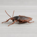Rubber Cockroach Prop Realistic Fake Prank Joke Toy for Halloween Party Cosplay Special Lifelike