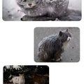 Stray Cat dog House Waterproof Outdoor Winter Warm Pet Cave Sleeping Beds Home Foldable Washable for Small Dog Puppy Supplies