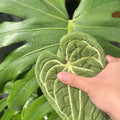 Plant Towels Ultra-Absorbent Quick-Dry Bathroom & Kitchen Towel - Tropical Leaf Design Hand/Thumb Towel with Hanging Loop