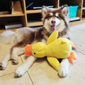 Hot dog sleeping with duck toys to relieve boredom of little yellow duck pet puppy interactive plush doll hug duck