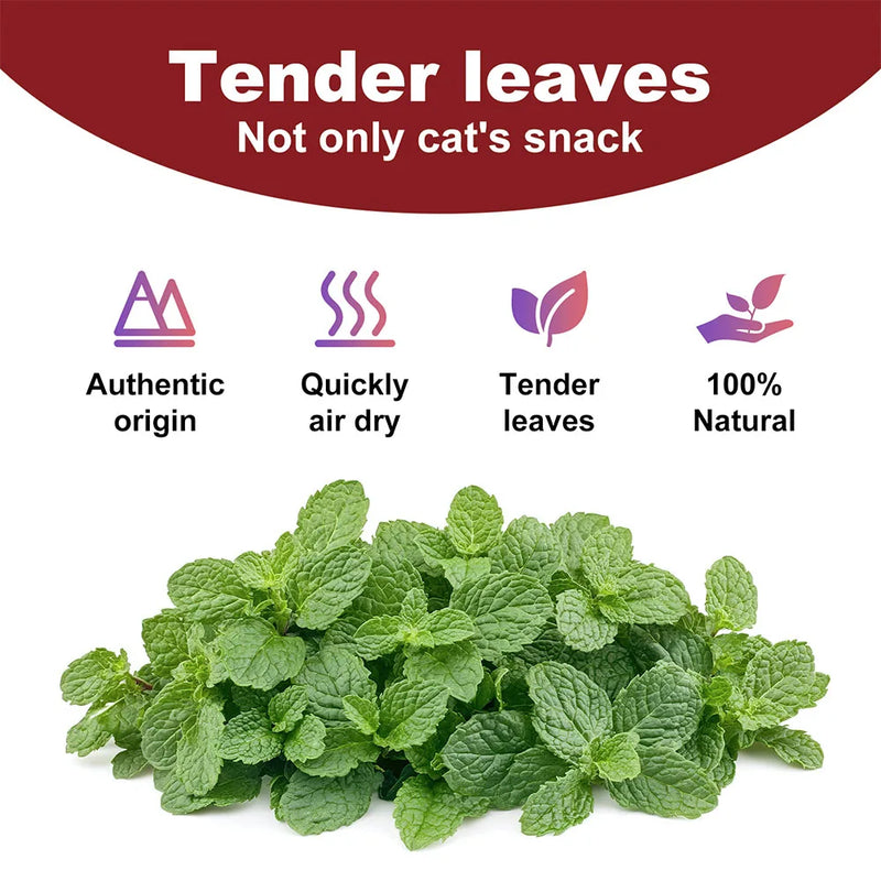 Pet's Cat Premium Catnip-56g Jar of High Potency Catnip,100% Natural & Chemical-Free,Safe for All Cat Ages