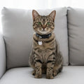Adjustable Pet Cat Collar Quick Release Safety Buckle Anti-choking Puppy Collar with Cat Face Pendant Bell Cat Pattern