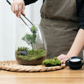 Glass Terrarium for Succulent, Moss, Miniature Gardening Landscape with Grow Light Indoor Plant Growth, Office Home Decoration
