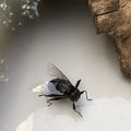 Small Insect Fridge Magnets Strong Magnets Simulation Fly Fridge Magnet for Home