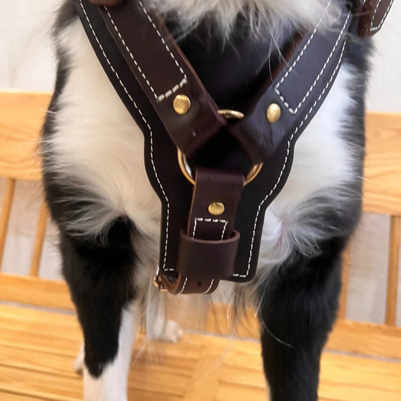Genuine Leather Y-Shaped Dog Harness  Adjustable Neck  Chest Pull-Proof, Durable for Large Dogs Handcrafted Full Grain Leather