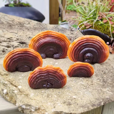Creative Resin Ganoderma Decor， Tree Stump | SAMAG