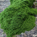 Green Fake Moss DIY Crafts Grass Artificial Moss Faux Preserved Moss Green Plant Home Room Garden Decor Landscape Fake Grass