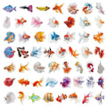 Cartoon Colorful Goldfish Stickers Waterproof Transparent - View 6 | SAMAG