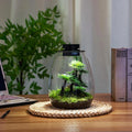 Glass Terrarium for Succulent, Moss, Miniature Gardening Landscape with Grow Light Indoor Plant Growth, Office Home Decoration
