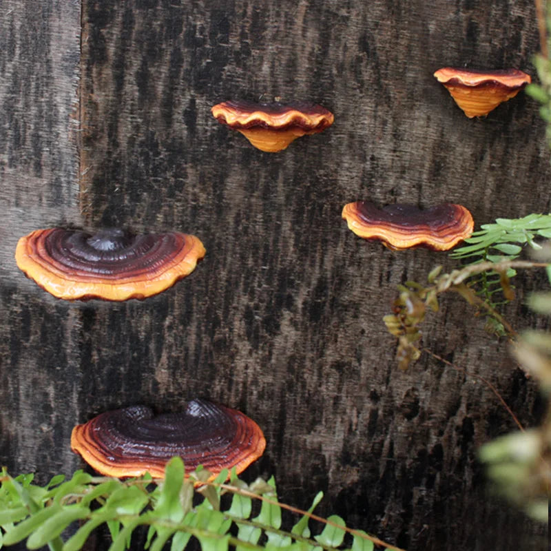 5pc Creative Resin Ganoderma Decor， Tree Stump Ornament，Outdoor Garden Decor,  Spring Theme Supplies, Home Garden Decoration, Ya