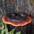 5pc Creative Resin Ganoderma Decor， Tree Stump Ornament，Outdoor Garden Decor,  Spring Theme Supplies, Home Garden Decoration, Ya