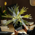 Artificial Tropical Plant Wall Hanging Decoration Antler Fern Green Plant Landscape Display Furnishings Home Decor, Wooden Frame