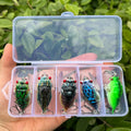 Cicada Crankbait Fishing Lures 3D Eyes Hard Plastic Bait | SAMAG