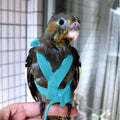 Adjustable Parrot Bird Harness Leash Set Anti-bite Training Parrots Outdoor Flying Rope Cockatiel Small Birds Supplies