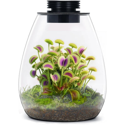 Glass Terrarium for Succulent, Moss, Miniature Gardening | SAMAG