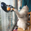 New Track Cat Toy Plastic Sucker Track Ball Pet Accessories Window Table Tennis Adsorption Glass Cat Toy Funny Cat Toys Pet Toys